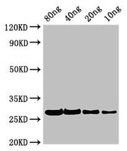 Western Blot Positive WB detected in Recombinant protein All lanes: PHLPII antibody at 2.8µg/ml Secondary Goat polyclonal to rabbit IgG at 1/50000 dilution Predicted band size: 27 kDa Observed band size: 27 kDa