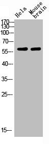 Western blot analysis of HELA MOUSE-BRAIN Cell Lysate using antibody. Secondary antibody was diluted at 1:20000