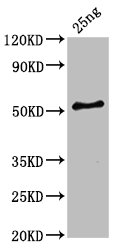 Western Blot Positive WB detected in Recombinant protein All lanes: HA-33 antibody at 6ug/ml Secondary Goat polyclonal to rabbit IgG at 1/50000 dilution Predicted band size: 54 kDa Observed band size: 54 kDa