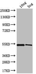 Western Blot Positive WB detected in: recombinant protein All lanes: MRC1 Antibody at 1:1000 Secondary Goat polyclonal to rabbit IgG at 1/50000 dilution Predicted band size: 51 kDa Observed band size: 51 kDa