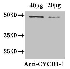 Western Blot Positive WB detected in: Arabidopsis thaliana (40µg, 20µg) All lanes: CYCB1-1 antibody at 1.8µg/ml Secondary Goat polyclonal to rabbit IgG at 1/50000 dilution Predicted band size: 49 kDa Observed band size: 49 kDa