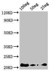 Western Blot Positive WB detected in Recombinant protein All lanes: AFP2 antibody at 3ug/ml Secondary Goat polyclonal to rabbit IgG at 1/50000 dilution predicted band size: 22 kDa observed band size: 22 kDa