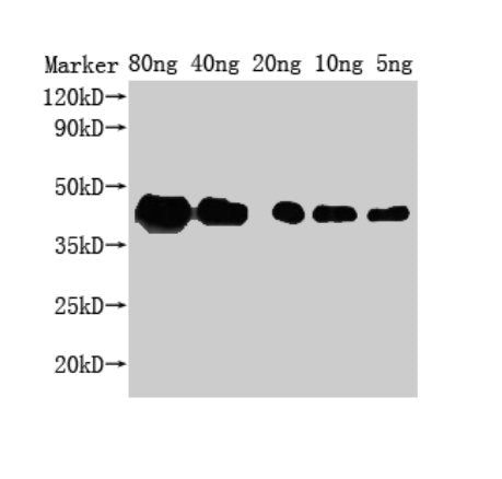 Western Blot Positive WB detected in Recombinant protein All lanes: ZIP1 antibody at 1:2000 Secondary Goat polyclonal to rabbit IgG at 1/50000 dilution Predicted band size: 29 kDa Observed band size: 43 kDa