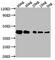 Western Blot Positive WB detected in Recombinant protein All lanes: ZIP1 antibody at 1:2000 Secondary Goat polyclonal to rabbit IgG at 1/50000 dilution Predicted band size: 29.2 kDa Observed band size: 43 kDa