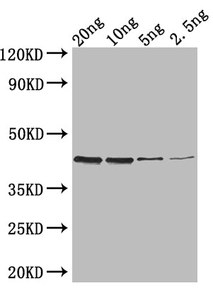Western Blot Positive WB detected in: recombinant protein All lanes: ZIP1 Antibody at 1:1000 Secondary Goat polyclonal to rabbit IgG at 1/50000 dilution Predicted band size: 40 kDa Observed band size: 40 kDa