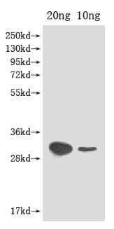 Western Blot Positive WB detected in Recombinant protein All lanes: ftz-f1 antibody at 1:2000 Secondary Goat polyclonal to rabbit IgG at 1/50000 dilution Predicted band size: 30 kDa Observed band size: 30 kDa