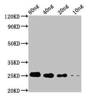 Western Blot Positive WB detected in Recombinant protein All lanes: STE13 antibody at 4µg/ml Secondary Goat polyclonal to rabbit IgG at 1/50000 dilution Predicted band size: 18 kDa Observed band size: 25 kDa