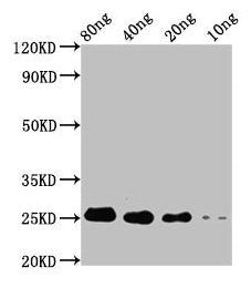 Western Blot Positive WB detected in Recombinant protein All lanes: STE13 antibody at 4µg/ml Secondary Goat polyclonal to rabbit IgG at 1/50000 dilution Predicted band size: 18 kDa Observed band size: 25 kDa