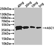 Western Blot Positive WB detected in: recombinant protein All lanes: ASC1 Antibody at 1:1000 Secondary Goat polyclonal to rabbit IgG at 1/50000 dilution Predicted band size: 42 kDa Observed band size: 42 kDa