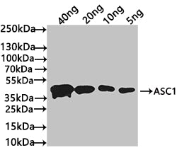 Western Blot Positive WB detected in: recombinant protein All lanes: ASC1 Antibody at 1:1000 Secondary Goat polyclonal to rabbit IgG at 1/50000 dilution Predicted band size: 42 kDa Observed band size: 42 kDa