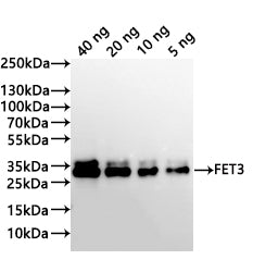 Western Blot Positive WB detected in: recombinant protein All lanes:FET3 Antibody at 1:1000 Secondary Goat polyclonal to rabbit IgG at 1/20000 dilution Predicted band size: 27.6 kDa Observed band size: 35、34 kDa