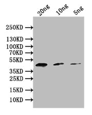 Western Blot Positive WB detected in: recombinant protein All lanes: PMI Antibody at 1:1000 Secondary Goat polyclonal to rabbit IgG at 1/50000 dilution Predicted band size: 39 kDa Observed band size: 39 kDa