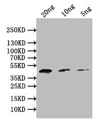 Western Blot Positive WB detected in: recombinant protein All lanes: PMI Antibody at 1:1000 Secondary Goat polyclonal to rabbit IgG at 1/50000 dilution Predicted band size: 39 kDa Observed band size: 39 kDa