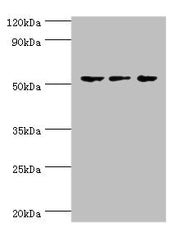 Western blot All lanes: Endothelial transcription factor GATA-2 antibody at 3ug/ml Lane 1: Hela whole cell lysate Lane 2: K562 whole cell lysate Lane 3: Mouse heart tissue Secondary Goat polyclonal to rabbit IgG at 1/10000 dilution Predicted band...
