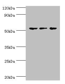 Western blot All lanes: Endothelial transcription factor GATA-2 antibody at 3ug/ml Lane 1: Hela whole cell lysate Lane 2: K562 whole cell lysate Lane 3: Mouse heart tissue Secondary Goat polyclonal to rabbit IgG at 1/10000 dilution Predicted band...