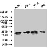 Western Blot Positive WB detected in: recombinant protein All lanes:ompA Antibody at 1:1000 Secondary Goat polyclonal to rabbit IgG at 1/50000 dilution Predicted band size: 24 kDa Observed band size: 31 kDa