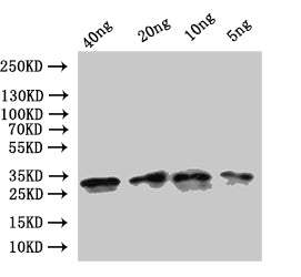 Western Blot Positive WB detected in: recombinant protein All lanes:ompA Antibody at 1:1000 Secondary Goat polyclonal to rabbit IgG at 1/50000 dilution Predicted band size: 24 kDa Observed band size: 31 kDa