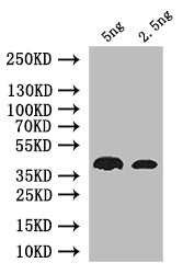 Western Blot Positive WB detected in: recombinant protein All lanes: nos Antibody at 1:1000 Secondary Goat polyclonal to rabbit IgG at 1/50000 dilution Predicted band size: 38 kDa Observed band size: 38 kDa