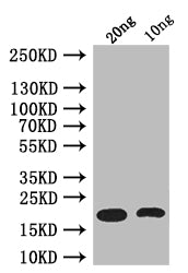 Western Blot Positive WB detected in: recombinant protein All lanes: csgA Antibody at 1:1000 Secondary Goat polyclonal to rabbit IgG at 1/50000 dilution Predicted band size: 17 kDa Observed band size: 17 kDa