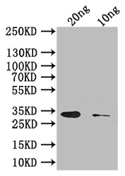 Western Blot Positive WB detected in: recombinant protein All lanes: Abrin-c Antibody at 1:1000 Secondary Goat polyclonal to rabbit IgG at 1/50000 dilution Predicted band size: 34 kDa Observed band size: 34 kDa