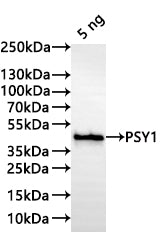 Western Blot Positive WB detected in: recombinant protein All lanes:PSY1 Antibody at 1:1000 Secondary Goat polyclonal to rabbit IgG at 1/20000 dilution Predicted band size: 38.1 kDa Observed band size: 39 kDa