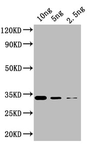 Western Blot Positive WB detected in: recombinant protein All lanes: KNAT5 Antibody at 1:1000 Secondary Goat polyclonal to rabbit IgG at 1/50000 dilution Predicted band size: 33 kDa Observed band size: 33 kDa