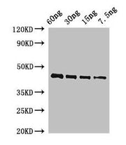 Western Blot Positive WB detected in Recombinant protein All lanes: OSM34 antibody at 2ug/ml Secondary Goat polyclonal to rabbit IgG at 1/50000 dilution predicted band size: 44 kDa observed band size: 44 kDa