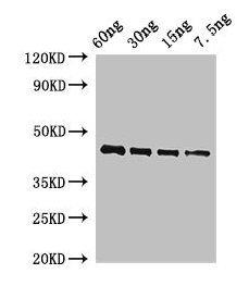 Western Blot Positive WB detected in Recombinant protein All lanes: OSM34 antibody at 2ug/ml Secondary Goat polyclonal to rabbit IgG at 1/50000 dilution predicted band size: 44 kDa observed band size: 44 kDa
