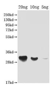 Western Blot Positive WB detected in Recombinant protein All lanes: DFRA antibody at 1:2000 Secondary Goat polyclonal to rabbit IgG at 1/50000 dilution Predicted band size: 33 kDa Observed band size: 33 kDa