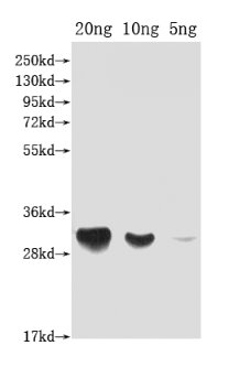 Western Blot Positive WB detected in Recombinant protein All lanes: DFRA antibody at 1:2000 Secondary Goat polyclonal to rabbit IgG at 1/50000 dilution Predicted band size: 33 kDa Observed band size: 33 kDa