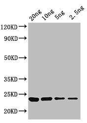 Western Blot Positive WB detected in: recombinant protein All lanes: KNAT3 Antibody at 1:1000 Secondary Goat polyclonal to rabbit IgG at 1/50000 dilution Predicted band size: 23 kDa Observed band size: 23 kDa