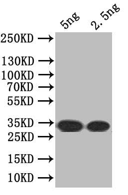 Western Blot Positive WB detected in: recombinant protein All lanes: SEC16 Antibody at 1:1000 Secondary Goat polyclonal to rabbit IgG at 1/50000 dilution Predicted band size: 34 kDa Observed band size: 34 kDa