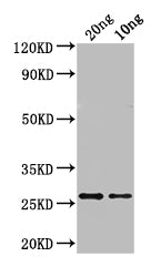 Western Blot Positive WB detected in: recombinant protein All lanes: ASE1 Antibody at 1:1000 Secondary Goat polyclonal to rabbit IgG at 1/50000 dilution Predicted band size: 27 kDa Observed band size: 27 kDa