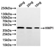 Western Blot Positive WB detected in: recombinant protein All lanes:SAP2 Antibody at 1:1000 Secondary Goat polyclonal to rabbit IgG at 1/20000 dilution Predicted band size: 42.5 kDa Observed band size: 43 kDa