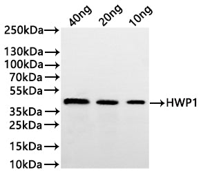Western Blot Positive WB detected in: recombinant protein All lanes:SAP2 Antibody at 1:1000 Secondary Goat polyclonal to rabbit IgG at 1/20000 dilution Predicted band size: 42.5 kDa Observed band size: 43 kDa