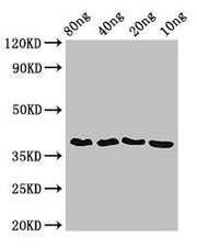 Western Blot Positive WB detected in Recombinant protein All lanes: ftsZ antibody at 3.5ug/ml Secondary Goat polyclonal to rabbit IgG at 1/50000 dilution predicted band size: 39 kDa observed band size: 39 kDa