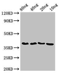 Western Blot Positive WB detected in Recombinant protein All lanes: ftsZ antibody at 3.5ug/ml Secondary Goat polyclonal to rabbit IgG at 1/50000 dilution predicted band size: 39 kDa observed band size: 39 kDa