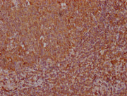 IHC image of CSB-PA343703LA01HU diluted at 1:100 and staining in paraffin-embedded human tonsil tissue performed on a Leica BondTM system. After dewaxing and hydration, antigen retrieval was mediated by high pressure in a citrate buffer (pH 6.0)....