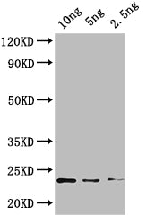 Western Blot Positive WB detected in: recombinant protein All lanes: KNAT4 Antibody at 1:1000 Secondary Goat polyclonal to rabbit IgG at 1/50000 dilution Predicted band size: 21 kDa Observed band size: 21 kDa