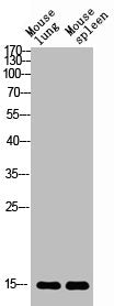 Western blot analysis of mouse-lung mouse-spleen lysis using BATF3 antibody. Antibody was diluted at 1:2000. Secondary antibody was diluted at 1:20000