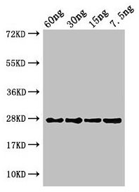 Western Blot Positive WB detected in Recombinant protein All lanes: petE antibody at 3µg/ml Secondary Goat polyclonal to rabbit IgG at 1/50000 dilution predicted band size: 27 kDa observed band size: 27 kDa
