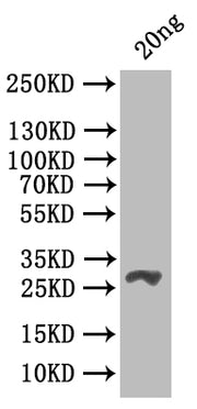 Western Blot Positive WB detected in: recombinant protein All lanes: csgD Antibody at 1:1000 Secondary Goat polyclonal to rabbit IgG at 1/50000 dilution Predicted band size: 29 kDa Observed band size: 29 kDa