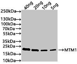 Western Blot Positive WB detected in: recombinant protein All lanes: MTM1 Antibody at 1:1000 Secondary Goat polyclonal to rabbit IgG at 1/50000 dilution Predicted band size: 21 kDa Observed band size: 21 kDa
