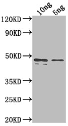 Western Blot Positive WB detected in Recombinant protein All lanes: rpaA antibody at 1:2000 Secondary Goat polyclonal to rabbit IgG at 1/50000 dilution Predicted band size: 43.3 kDa Observed band size: 45 kDa