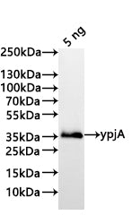 Western Blot Positive WB detected in: recombinant protein All lanes:ypjA Antibody at 1:1000 Secondary Goat polyclonal to rabbit IgG at 1/20000 dilution Predicted band size: 35.7 kDa Observed band size: 35 kDa