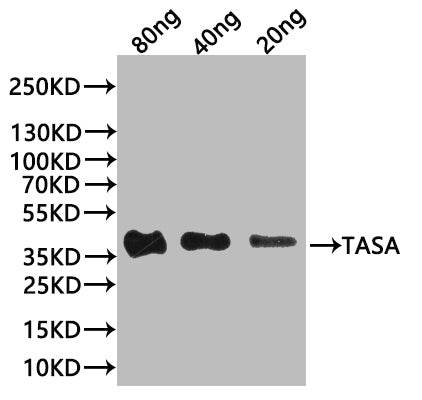 Western Blot Positive WB detected in: recombinant protein All lanes:tasA Antibody at 1:1000 Secondary Goat polyclonal to rabbit IgG at 1/20000 dilution Predicted band size: 32 kDa Observed band size: 38 kDa