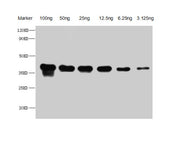 Western Blot Positive WB detected in Recombinant protein All lanes: Copper-metallothionein antibody at 1:2500 Secondary Goat polyclonal to rabbit IgG at 1/50000 dilution Predicted band size: 32.7 kDa Observed band size: 35 kDa