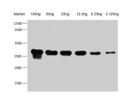 Western Blot Positive WB detected in Recombinant protein All lanes: Copper-metallothionein antibody at 1:2500 Secondary Goat polyclonal to rabbit IgG at 1/50000 dilution Predicted band size: 32.7 kDa Observed band size: 35 kDa