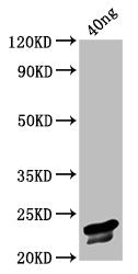 Western Blot Positive WB detected in Recombinant protein All lanes: VP3 antibody at 3.2ug/ml Secondary Goat polyclonal to rabbit IgG at 1/50000 dilution Predicted band size: 23 kDa Observed band size: 23 kDa