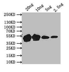 Western Blot Positive WB detected in: recombinant protein All lanes: MPS1 Antibody at 1:1000 Secondary Goat polyclonal to rabbit IgG at 1/50000 dilution Predicted band size: 47 kDa Observed band size: 47 kDa